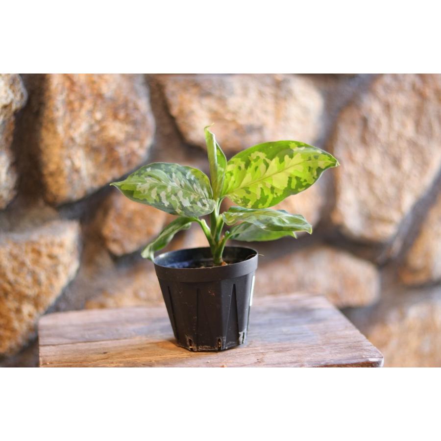 アグラオネマ ピクタム トリカラー 3.5号鉢 観葉植物 鉢植え お洒落