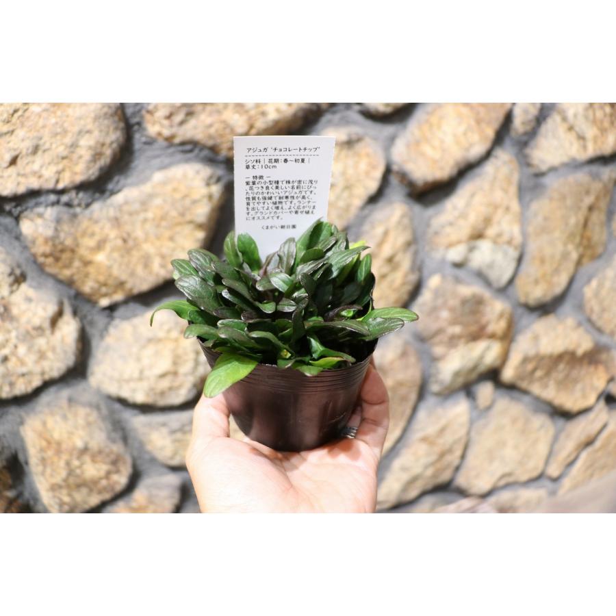 パピ様専用アジュガ苗 ダークリーフ ブラックリーフ 黒葉が綺麗