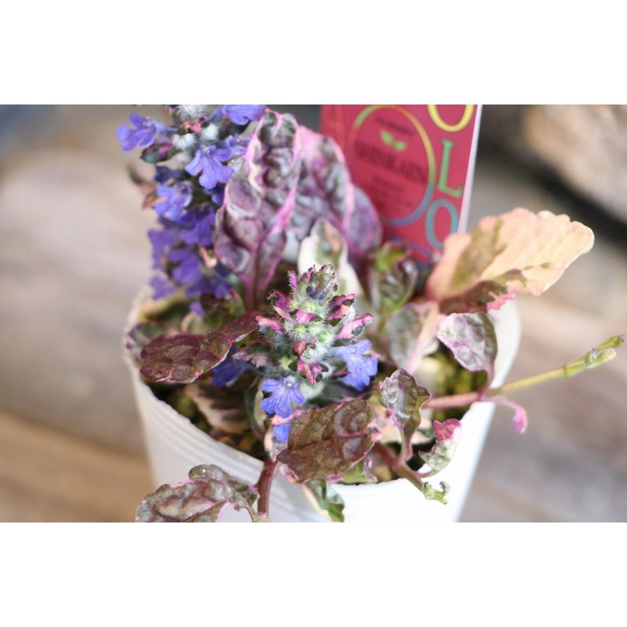 斑入り アジュガ ロゼ 2.5〜3号ポット苗 寄せ植え 花壇 鉢植え お洒落