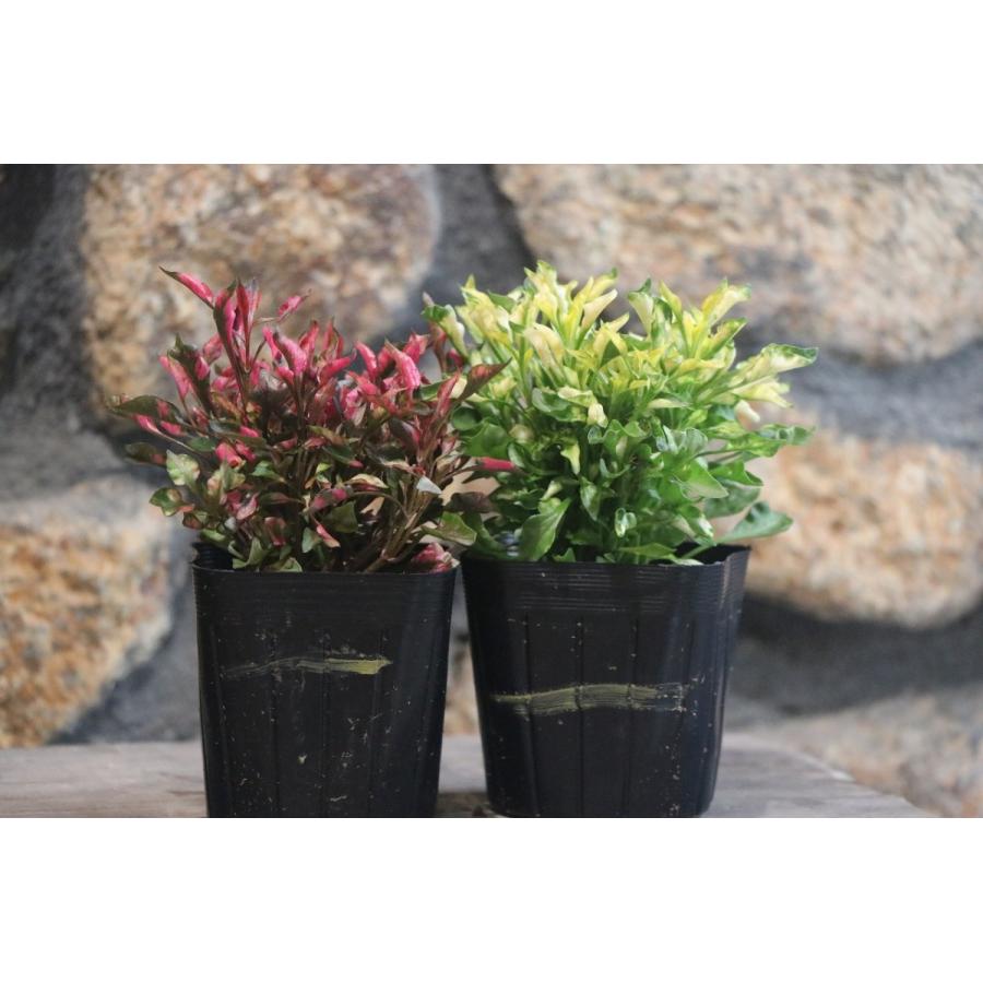 アキランサス 3号ポット苗株セット 赤１０株 黄１０株 花壇 寄せ植え アルテルナンテラ Akiranset グリーンプラザ山長 通販 Yahoo ショッピング