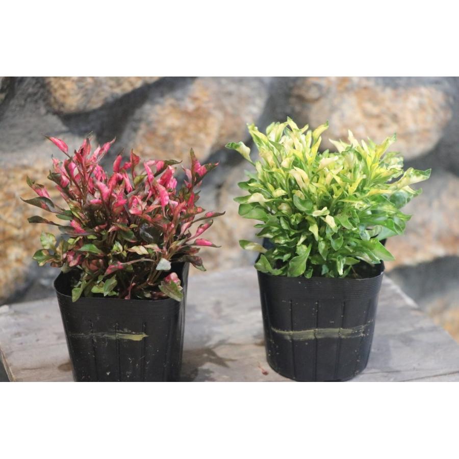 アキランサス 3号ポット苗株セット 赤１０株 黄１０株 花壇 寄せ植え アルテルナンテラ Akiranset グリーンプラザ山長 通販 Yahoo ショッピング