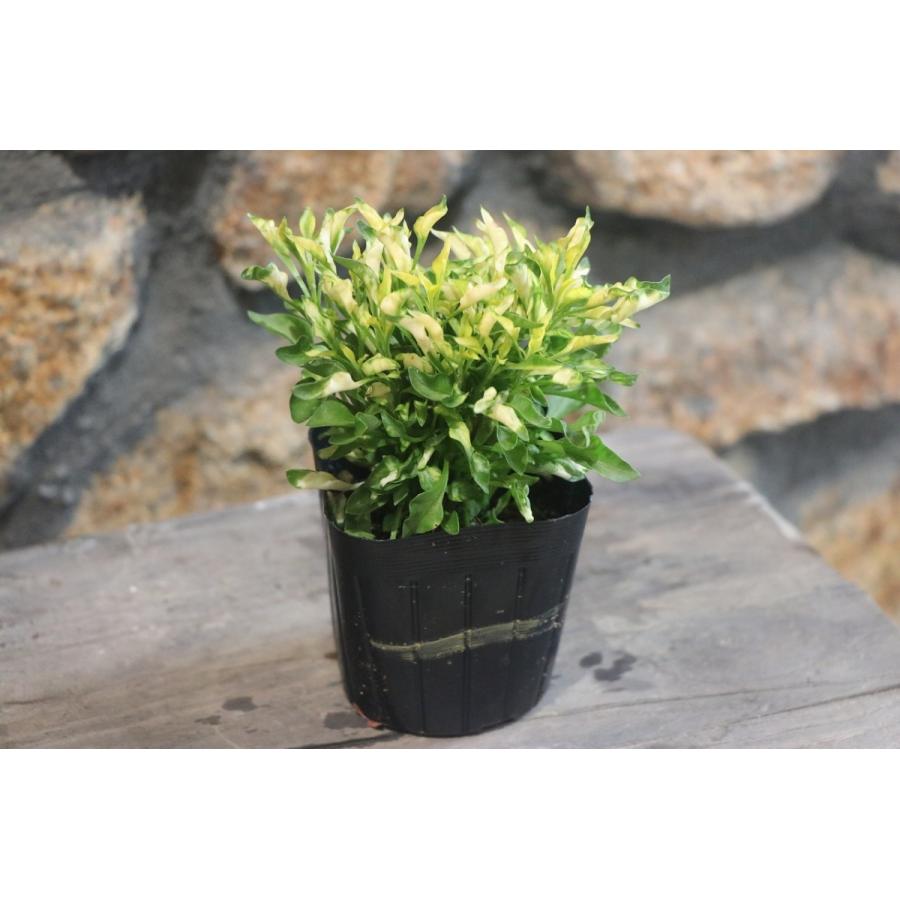 アキランサス 3号ポット苗株セット 赤１０株 黄１０株 花壇 寄せ植え アルテルナンテラ Akiranset グリーンプラザ山長 通販 Yahoo ショッピング