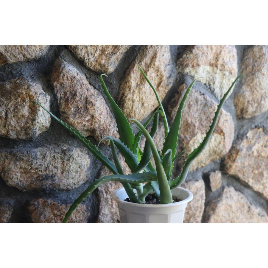 キダチアロエ 約30㎝ 2本 発根済みカット苗多肉植物 アロエ エリナケア 多肉植物 2.5号/1個売り キダチアロエ 木立アロエ