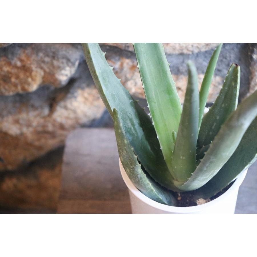 アロエ ベラ 4号鉢 Aloevera グリーンプラザ山長 通販 Yahoo ショッピング
