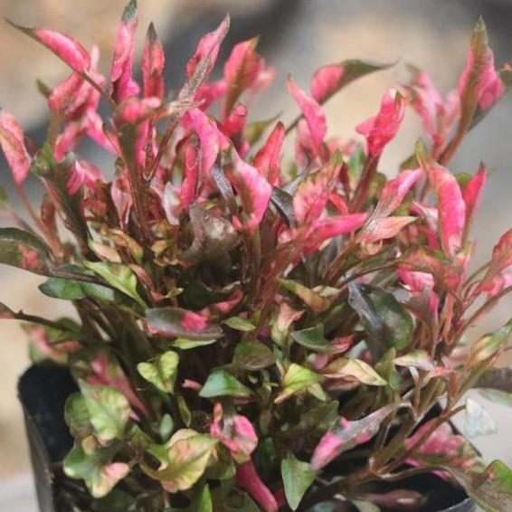 アキランサス レッド 3号ポット苗 寄せ植え 花壇 アルテルナンテラ Alternanthera2 グリーンプラザ山長ヤフーショッピング店 通販 Yahoo ショッピング