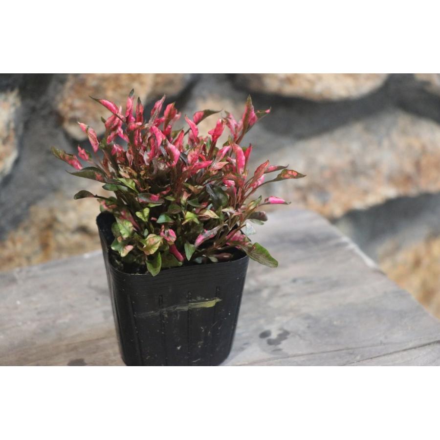 赤楽　蓮葉皿 ほう葉皿 5枚セット 溜/緑 FC30-12/13 漆器の井助