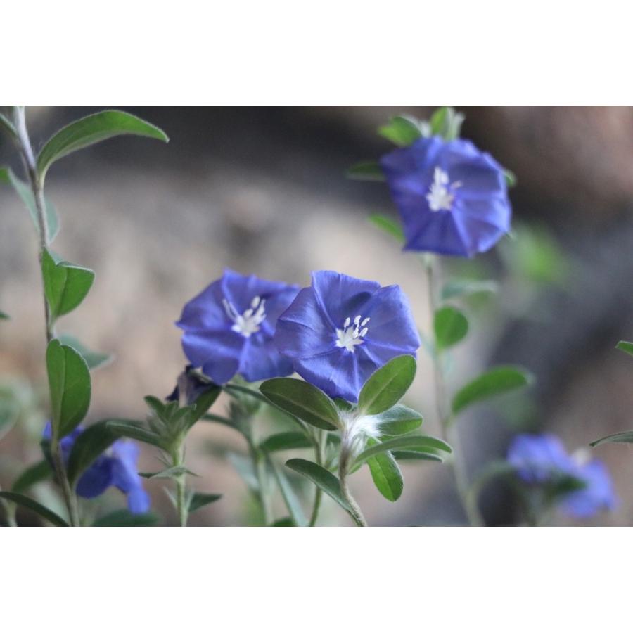 アメリカンブルー 3号ポット苗 寄せ植え 鉢植え 花壇 お洒落 おしゃれ 可愛い かわいい 春の花 夏の花 秋の花 花｜gp-yamacho｜02