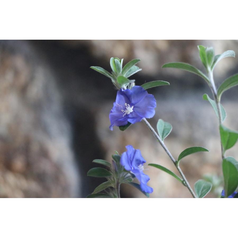 アメリカンブルー 3号ポット苗 寄せ植え 鉢植え 花壇 お洒落 おしゃれ 可愛い かわいい 春の花 夏の花 秋の花 花｜gp-yamacho｜03