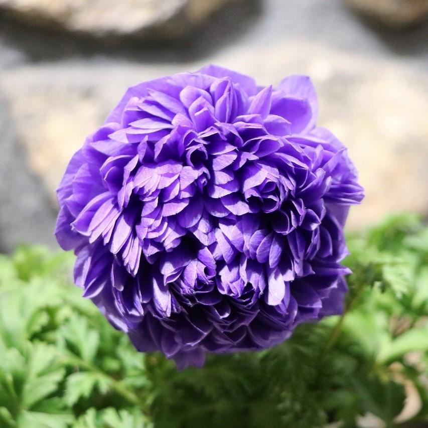 八重咲き アネモネ 凜々花 ブルー 3.5号ポット苗 寄せ植え 花壇 八重咲き アネモネ 凜々花 ブルー 3.5号ポット苗 寄せ植え 花壇
