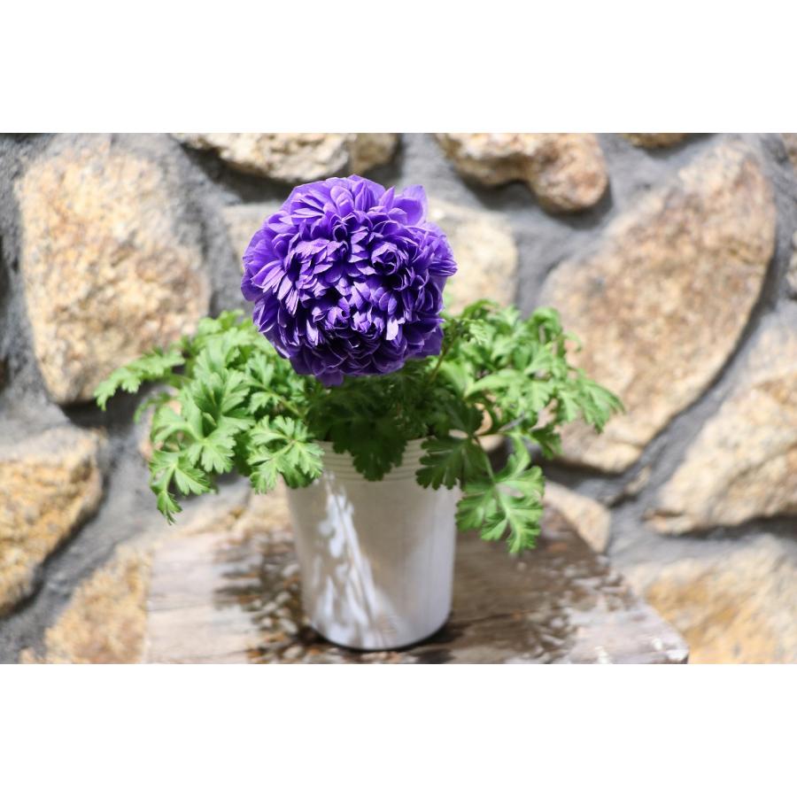八重咲き アネモネ 凜々花 ブルー 3.5号ポット苗 寄せ植え 花壇 八重咲き アネモネ 凜々花 ブルー 3.5号ポット苗 寄せ植え 花壇