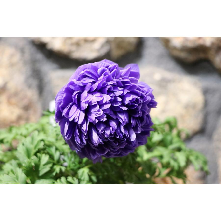 八重咲き アネモネ 凜々花 ブルー 3.5号ポット苗 寄せ植え 花壇 八重咲き アネモネ 凜々花 ブルー 3.5号ポット苗 寄せ植え 花壇