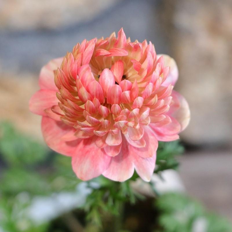 八重咲き アネモネ 凜々花 さくらサーモン 3.5号ポット苗 寄せ 八重咲き アネモネ 凜々花 さくらサーモン 3.5号ポット苗 寄せ