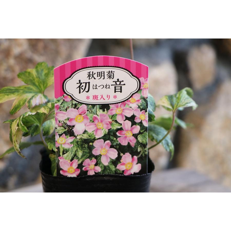 斑入り 秋明菊 初音 3号ポット苗 寄せ植え 花壇 シュウメイギク カラーリーフ 希少｜gp-yamacho｜02