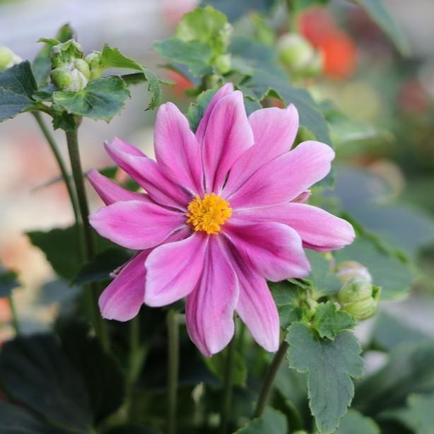 秋明菊 八重咲き あかね 3〜3.5号ポット苗 シュウメイギク 矮性