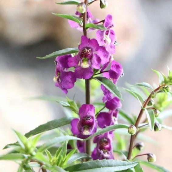 アンゲロニア セレニータ パープル 3号ロングポット苗 寄せ植え 花壇 Angeronia1 グリーンプラザ山長ヤフーショッピング店 通販 Yahoo ショッピング