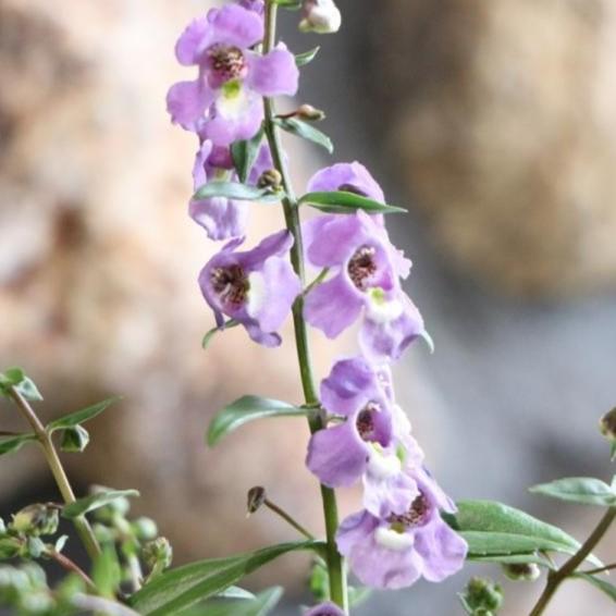 アンゲロニア セレニータ スカイブルー 3号ロングポット苗 寄せ植え 花壇 Angeronia2 グリーンプラザ山長 通販 Yahoo ショッピング