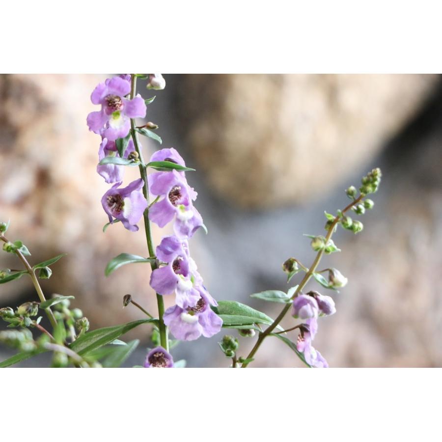 アンゲロニア セレニータ スカイブルー 3号ロングポット苗 寄せ植え 花壇 Angeronia2 グリーンプラザ山長 通販 Yahoo ショッピング