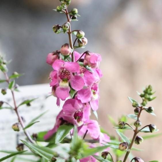 アンゲロニア セレニータ ラズベリー 3号ロングポット苗 寄せ植え 花壇 Angeronia3 グリーンプラザ山長ヤフーショッピング店 通販 Yahoo ショッピング