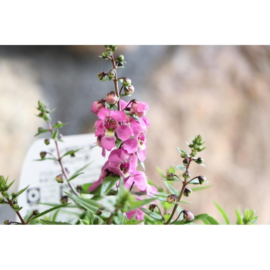 アンゲロニア セレニータ ラズベリー 3号ロングポット苗 寄せ植え 花壇 Angeronia3 グリーンプラザ山長ヤフーショッピング店 通販 Yahoo ショッピング