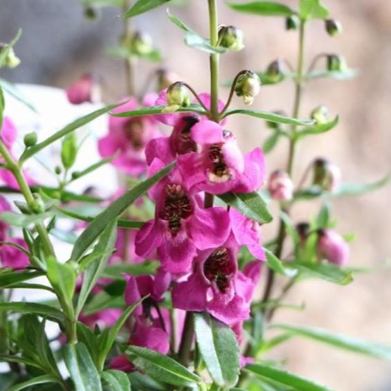 アンゲロニア アークエンジェル ラズベリー 3 5号ポット苗 寄せ植え 花壇 Angeronia8 グリーンプラザ山長ヤフーショッピング店 通販 Yahoo ショッピング