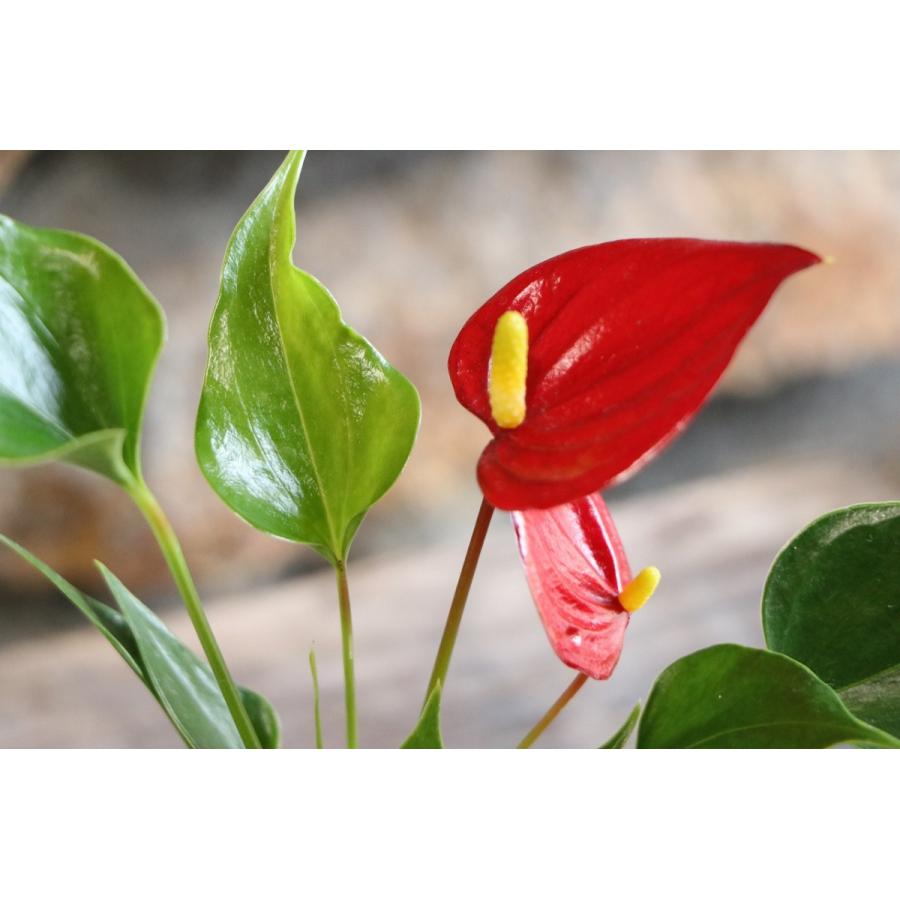 ミニミニアンスリウム 鬼の爪 2 5号鉢 アンスリウム アンスリューム 観葉花 観葉植物 Anthurium2 グリーンプラザ山長ヤフーショッピング店 通販 Yahoo ショッピング