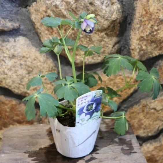 ミヤマオダマキ ブルー 3〜3.5号ポット苗 オダマキ 山野草 寄せ植え