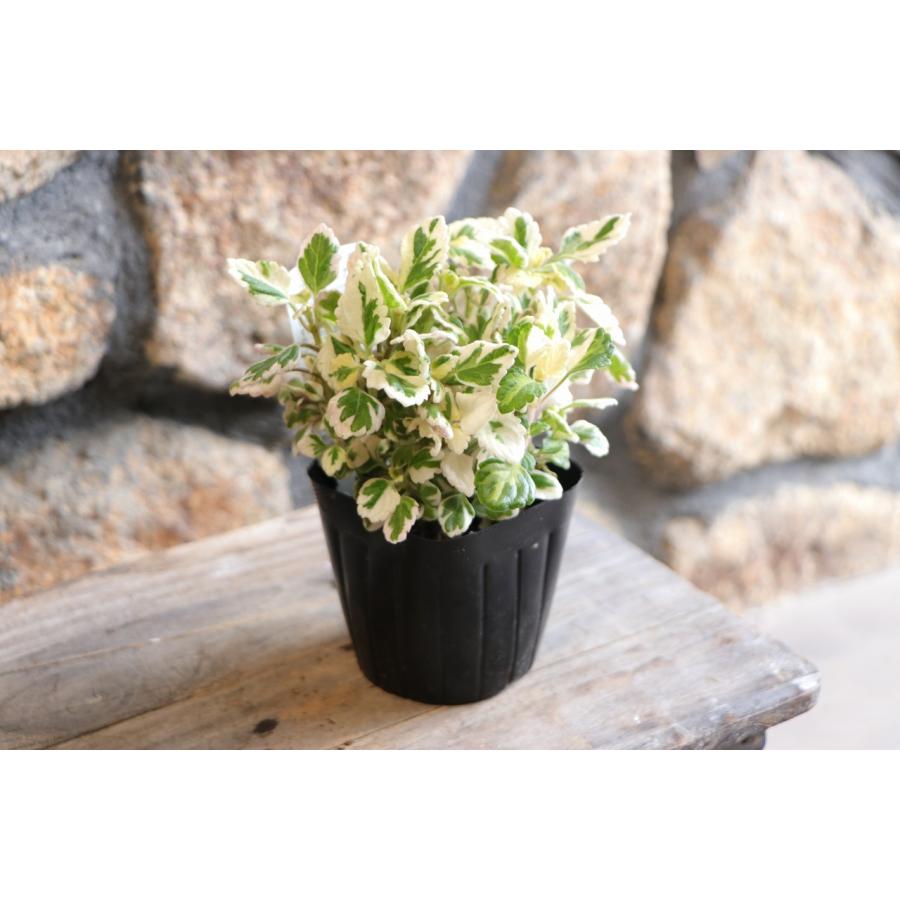 斑入り アロマティカス 白斑 3号ポット苗 プレクトランサス 多肉植物