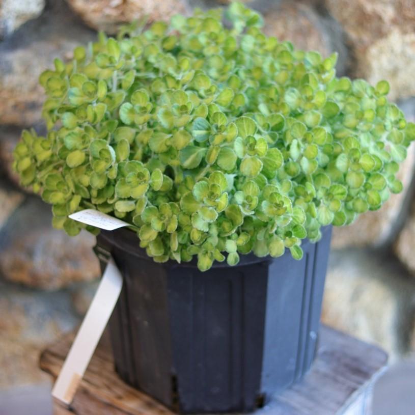 斑入り アロマティカス ライムシャワー 大株 7号鉢 多肉植物 ハーブ