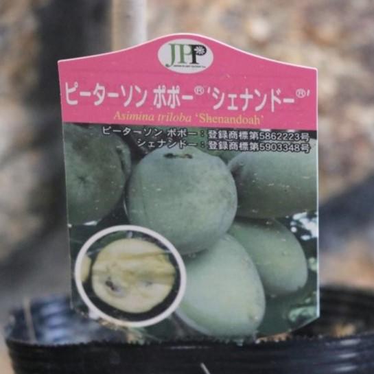 ポポー シェナンドー 4号ポット苗 ピーターソンポポー 果樹 苗木