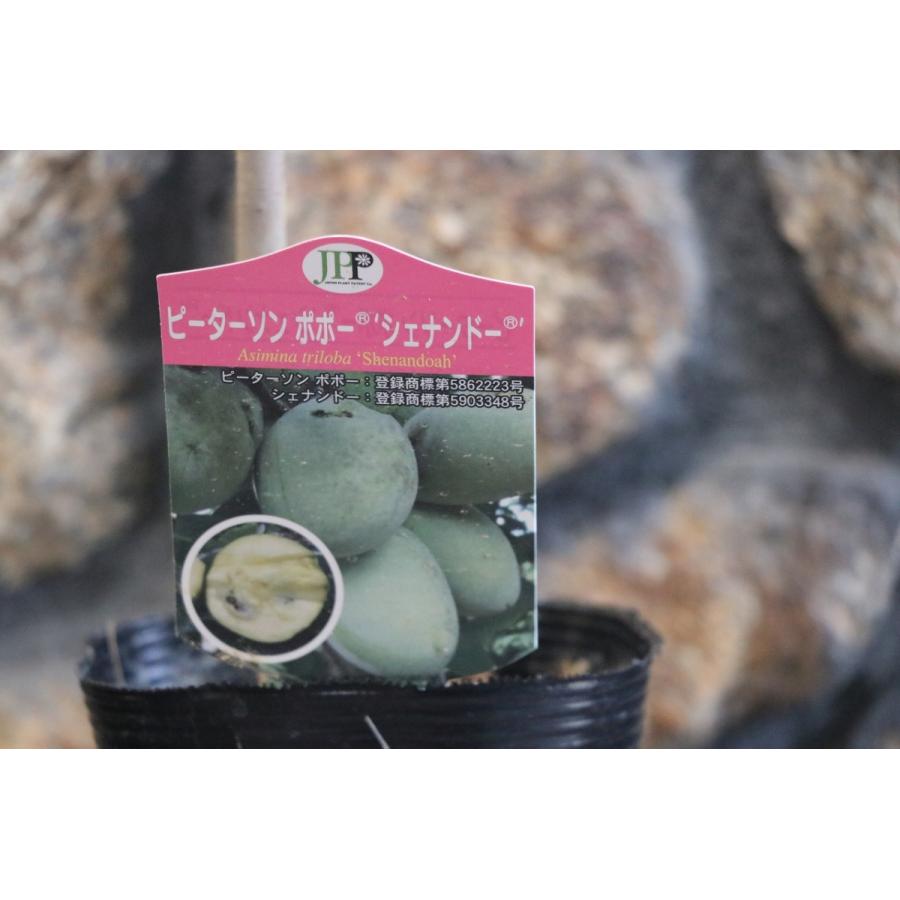 ポポー シェナンドー 4号ポット苗 ピーターソンポポー 果樹 苗木