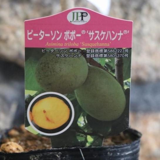 果樹 ポポー 5寸8種8鉢+オマケ2ポット 庭木 植木 果樹 ポポー 5寸8種8