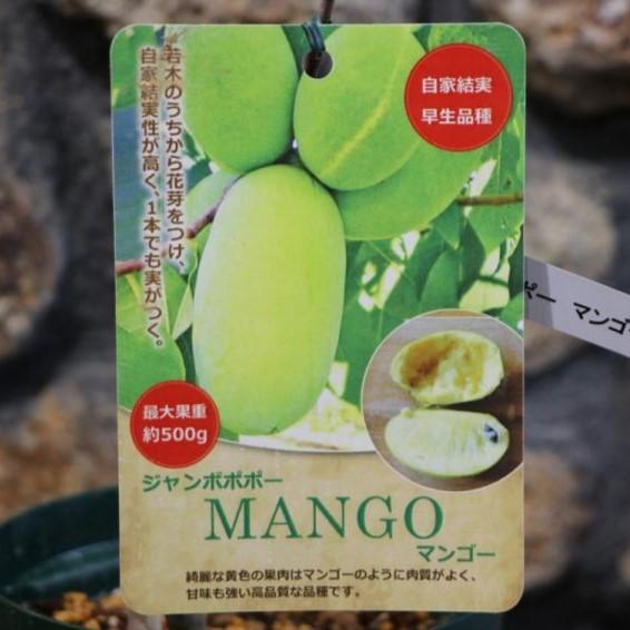 マンゴー苗　品種　ラポザ　10号 楽天市場】☆超レア品種【鹿児島県 指宿産 ラポザマンゴー苗木1本 3〜4