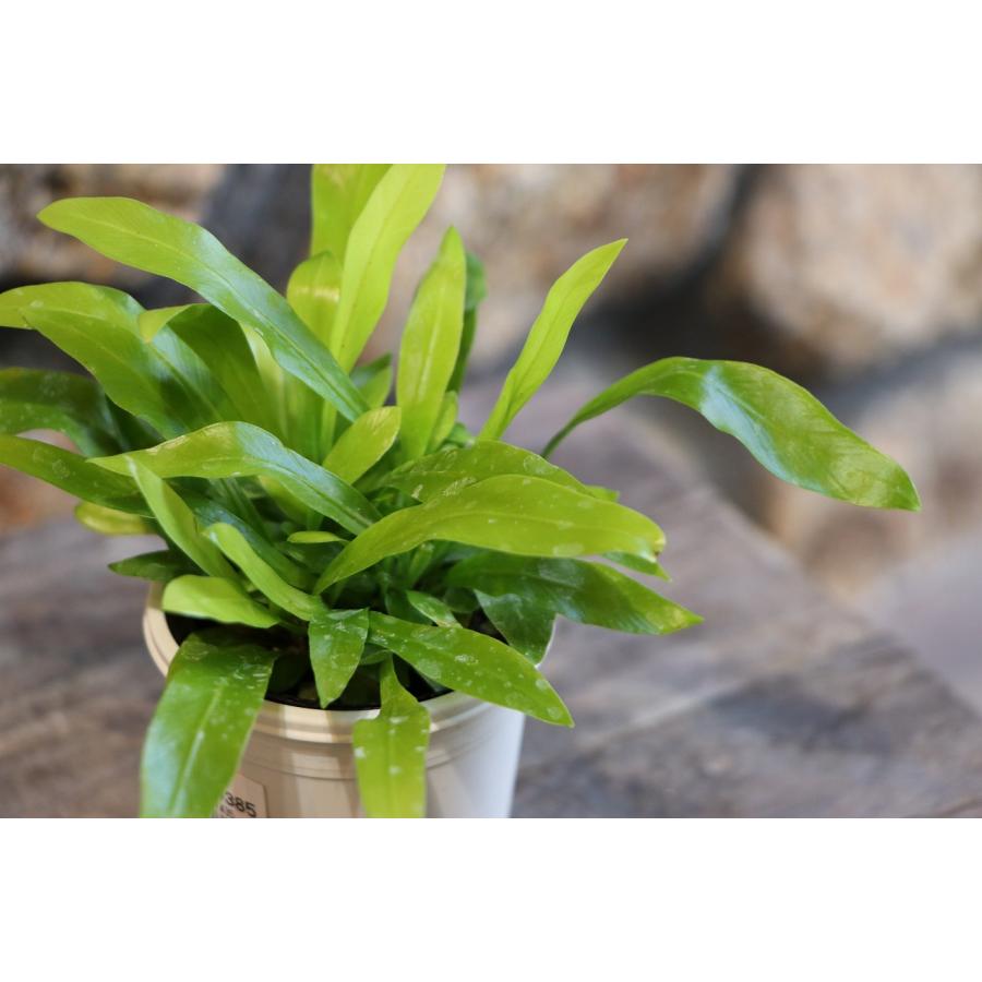 シダ シマオオタニワタリ 2号鉢 観葉植物 タニワタリ オオタニ