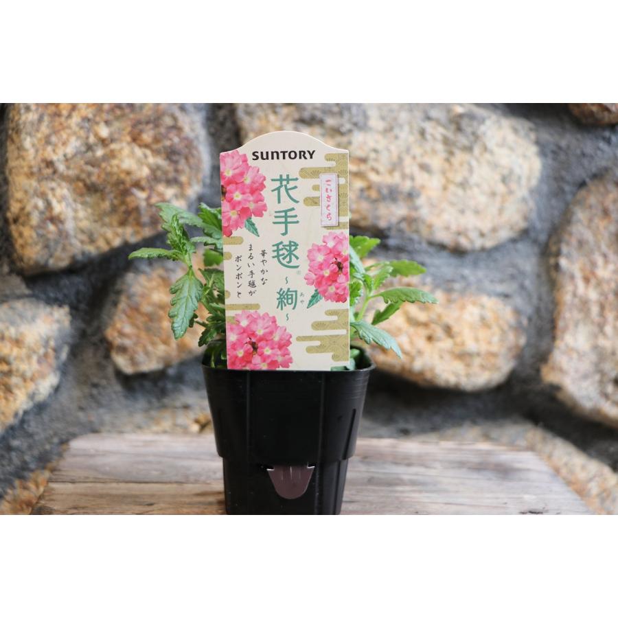 サントリー 花手毬 絢 こいさくら 3号ポット苗 バーベナ あや 寄せ植え