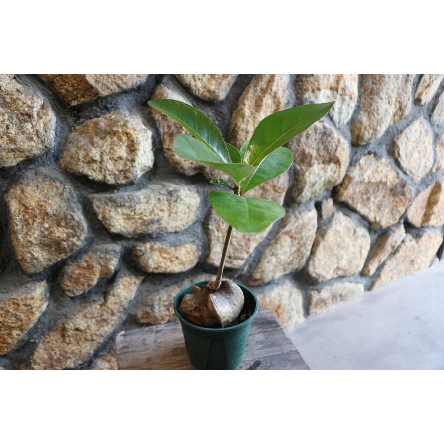 バリントニア (ゴバンノアシ) 4号鉢 観葉植物 : グリーンプラザ山長