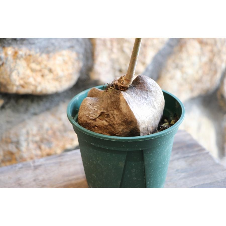 バリントニア (ゴバンノアシ) 4号鉢 観葉植物 : グリーンプラザ山長