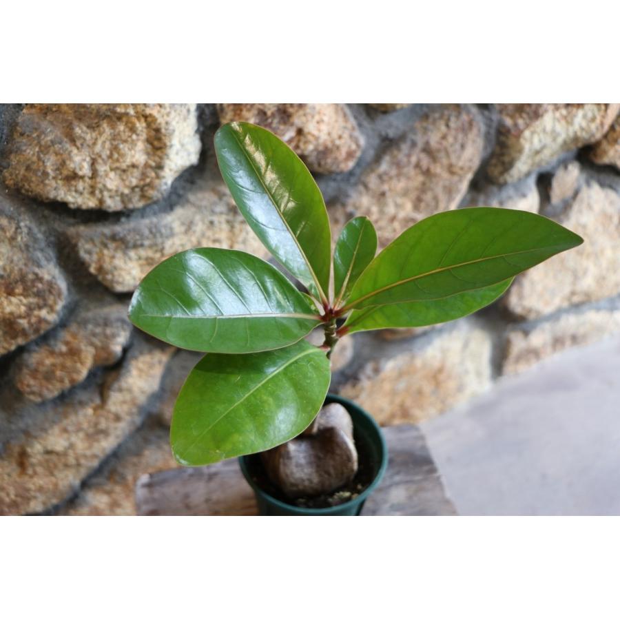 バリントニア (ゴバンノアシ) 4号鉢 観葉植物 : グリーンプラザ山長