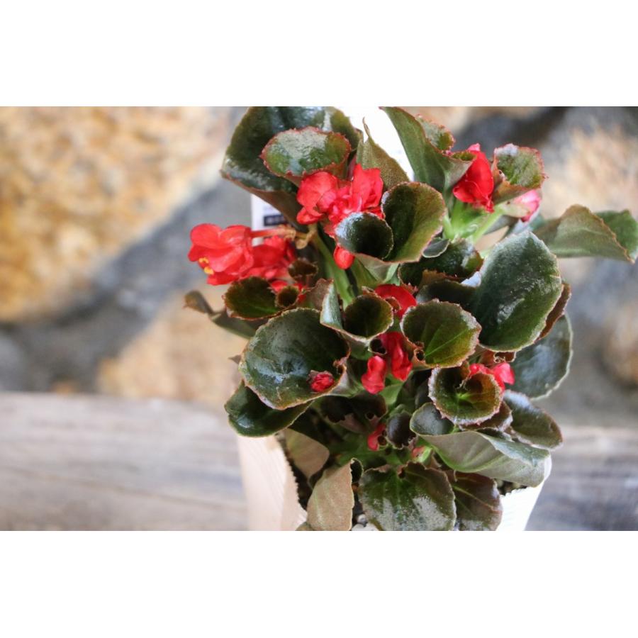 八重咲きベゴニア ダブレット レッド 銅葉 3.5号ポット苗 ベゴニア