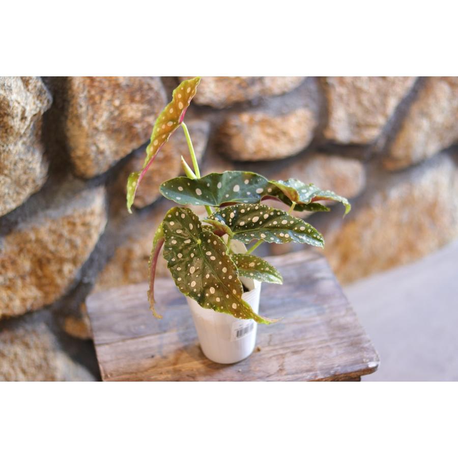 木立性ベゴニア マクラータ 2.5〜3号ポット苗 観葉植物 鉢花 寄せ植え