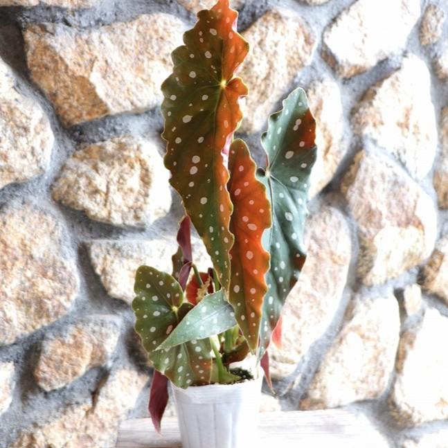 木立性ベゴニア マクラータ 3.5〜4号ポット苗 観葉植物 鉢花 寄せ植え