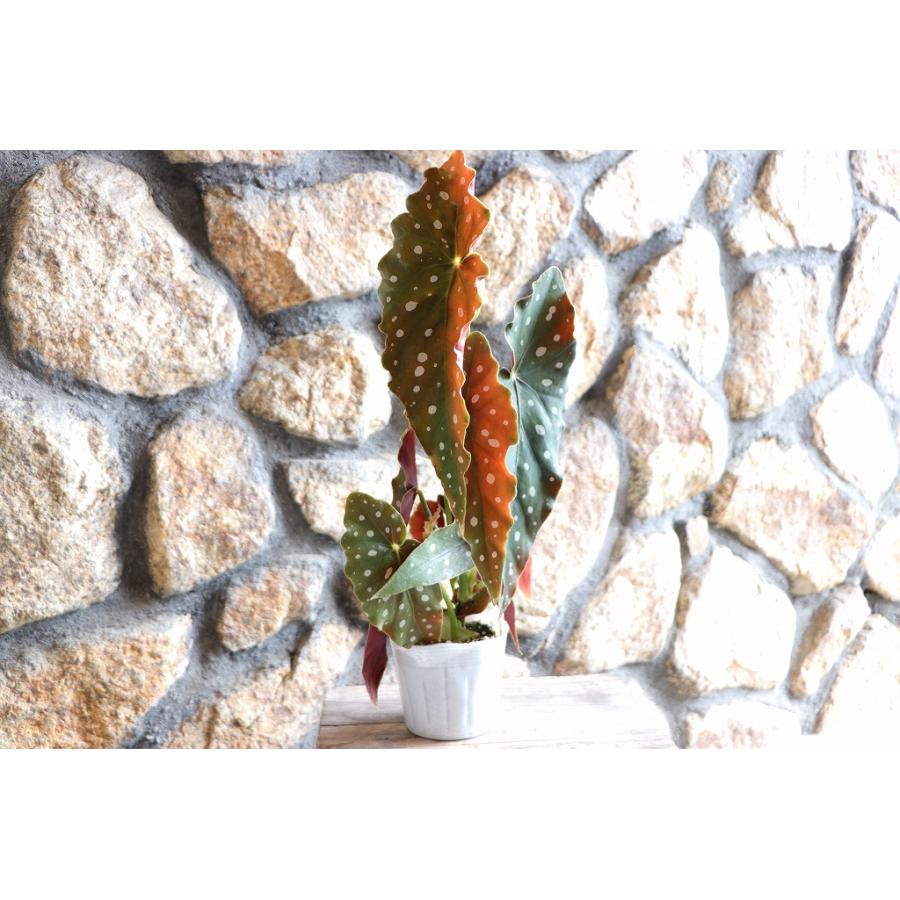 木立性ベゴニア マクラータ 3.5〜4号ポット苗 観葉植物 鉢花 寄せ植え