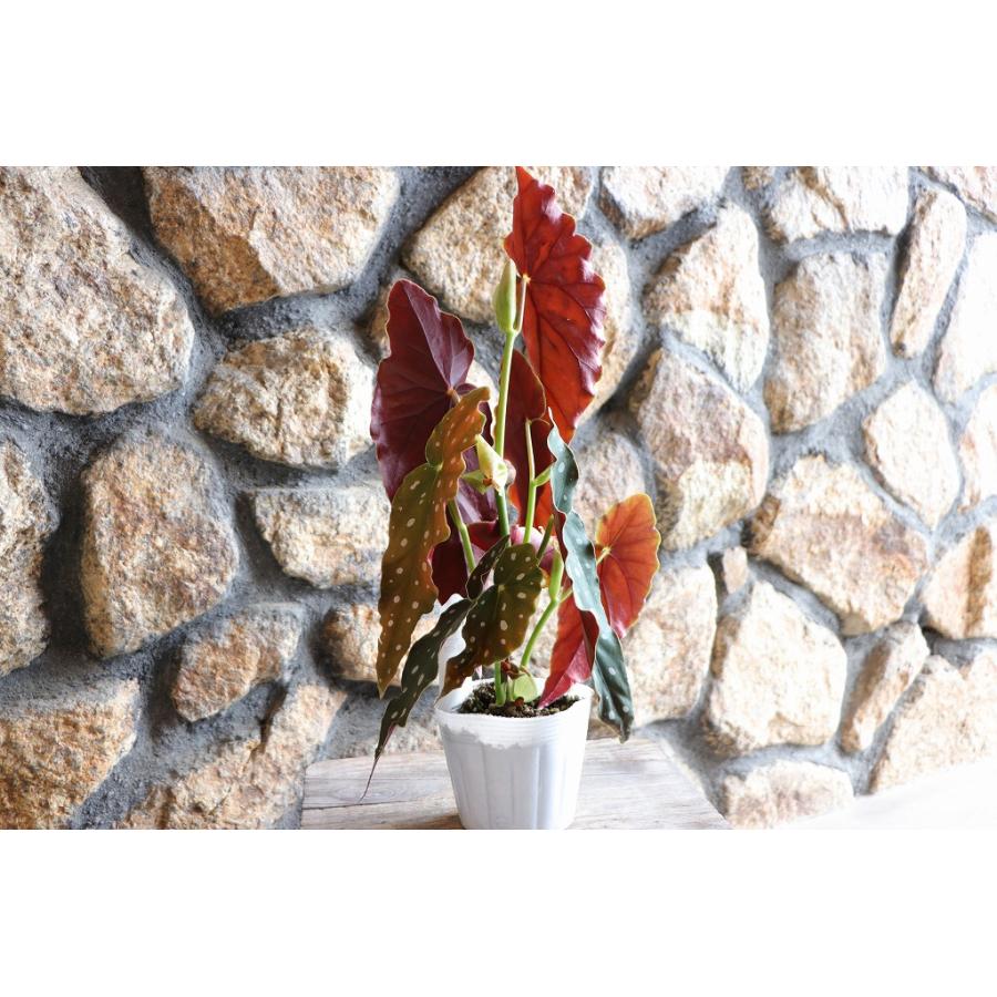 木立性ベゴニア マクラータ 3.5〜4号ポット苗 観葉植物 鉢花 寄せ植え
