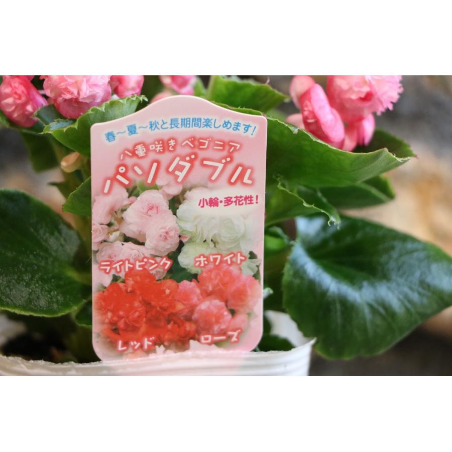 八重咲き ベゴニア 21福袋 パソダブル ローズ 花壇 3 5号ポット苗 寄せ植え