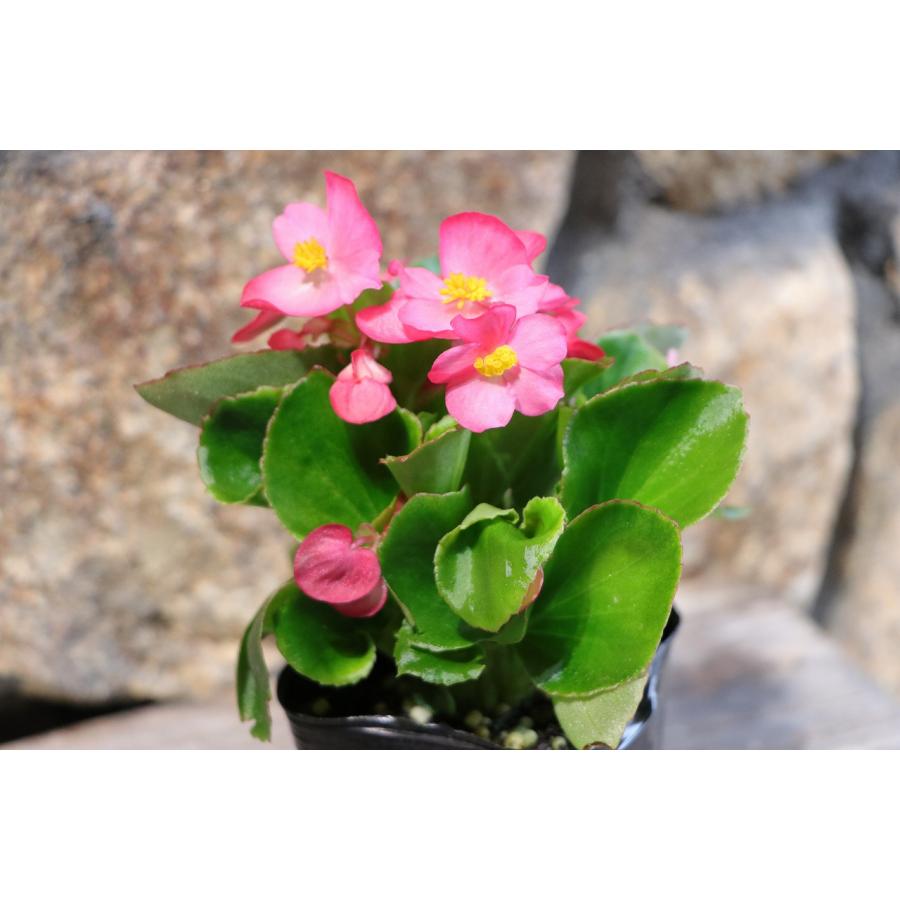 ベゴニア センパフローレンス ピンク 3号ポット苗 寄せ植え 花壇