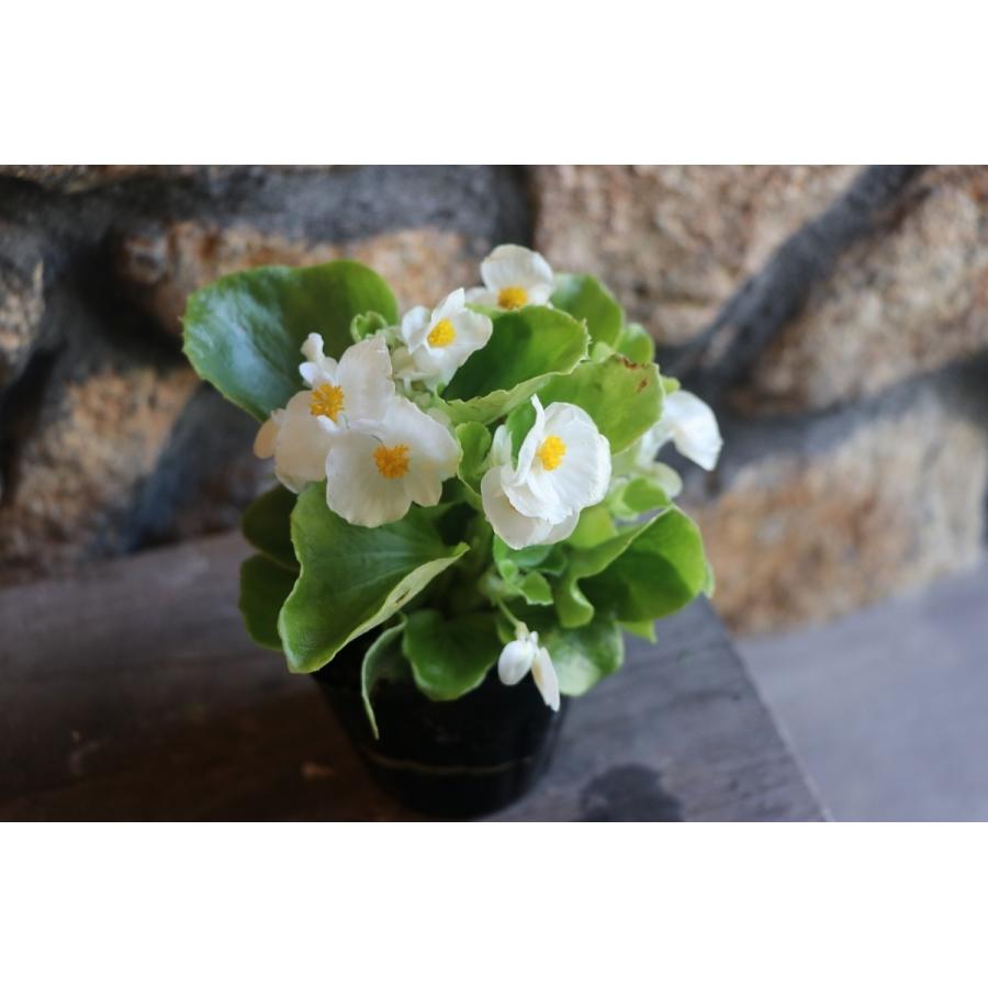 ベゴニア センパフローレンス ホワイト 3号ポット苗 寄せ植え 花壇