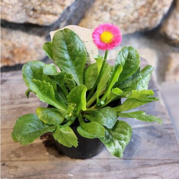 ポンポンデージー ピンク 3〜3.5号ポット苗 寄せ植え 花壇 鉢植え