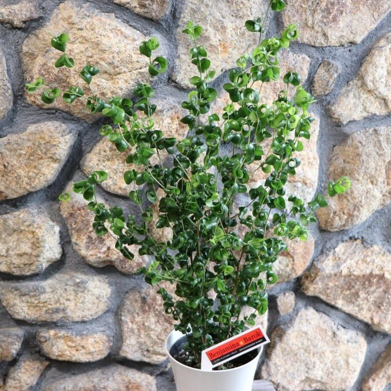 フィカス　ベンジャミン　バロック　苗　鉢植え　観葉植物　園芸/花卉　グリーン フィカス ベンジャミン バロック 苗 鉢植え 観葉植物 園芸/花卉