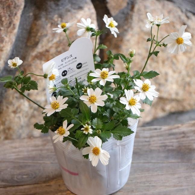 うさこ様☆おまとめ☆ 　ウィンターグリーン　レモングラス　CBDボディバーム レモングラス 2個セット 9cmポット苗 : 花と緑の専門店 土っ子