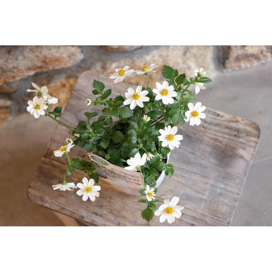 ビデンス ホワイトデライト 3〜3.5号ポット苗 寄せ植え 鉢植え 花壇