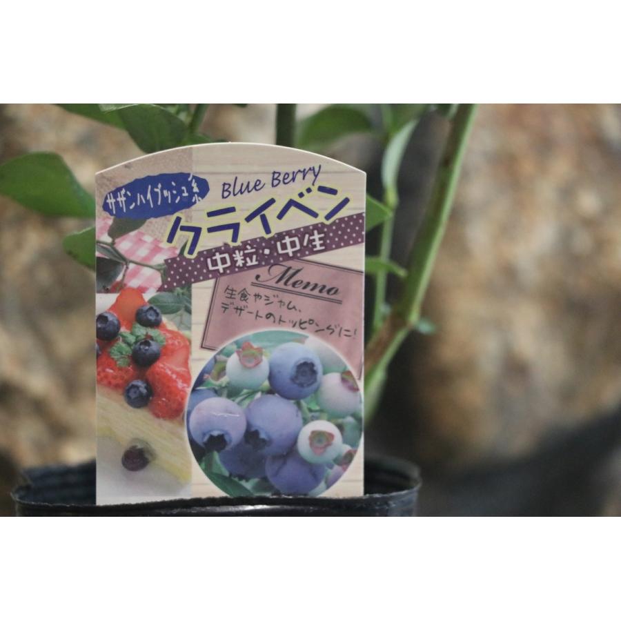 ブルーベリー クライベン サザンハイブッシュ系 3 5号ロングポット苗 果樹 苗木 Blueberry2 グリーンプラザ山長 通販 Yahoo ショッピング